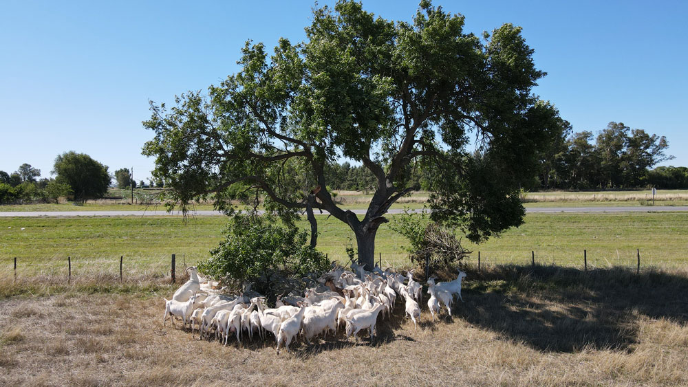 Ruta del Queso - Cabaña Piedras Blancas